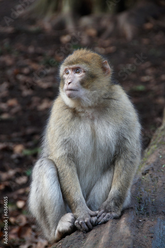 Barnary Macaque Monkey © Steve Silver Smith