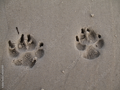 Hundespur im Sand