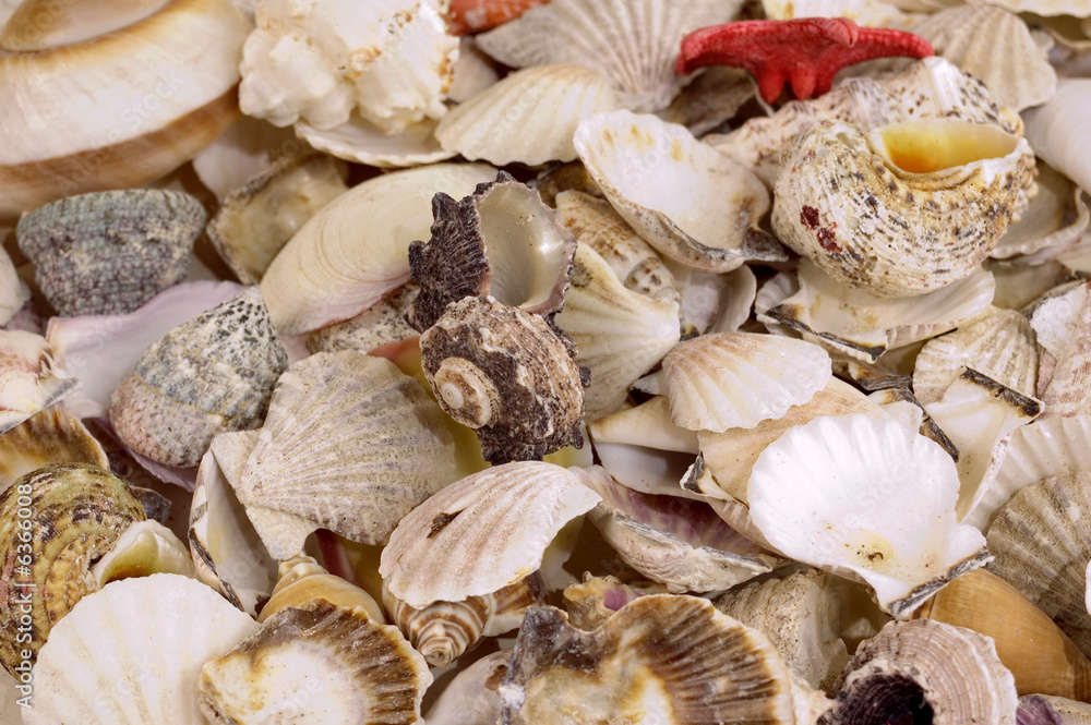 Backgrounds from defferent sorts of sea shells Backgrounds from defferent sorts of sea shells