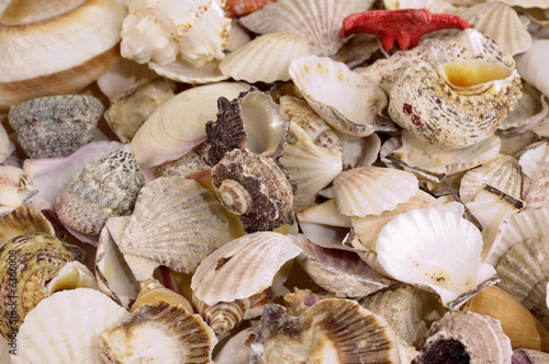 Backgrounds from defferent sorts of sea shells