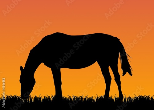 horse on pasture eating grass at sunset