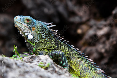 Iguana  Lizard 
