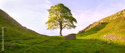 Tree at Hadrian's Wall