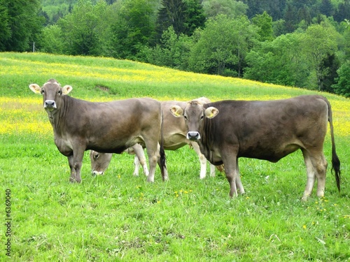 Kühe