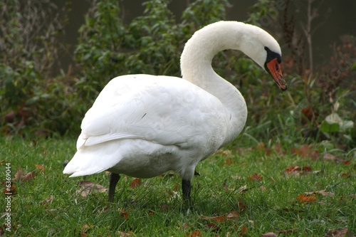 Schwan
