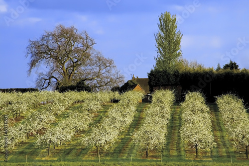 blossom apple orchards vale of evesham worcestershire photo