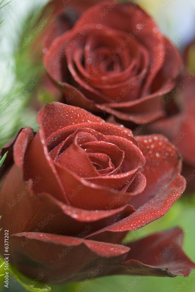 Red Roses Red Roses