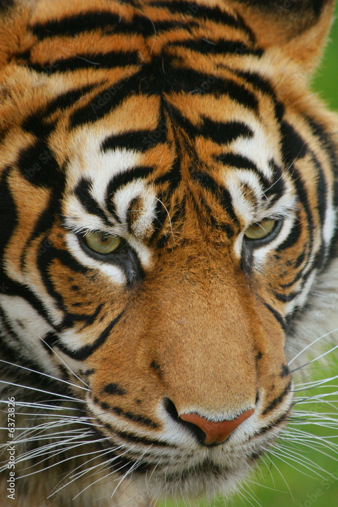 Fototapeta premium Sumatran Tiger