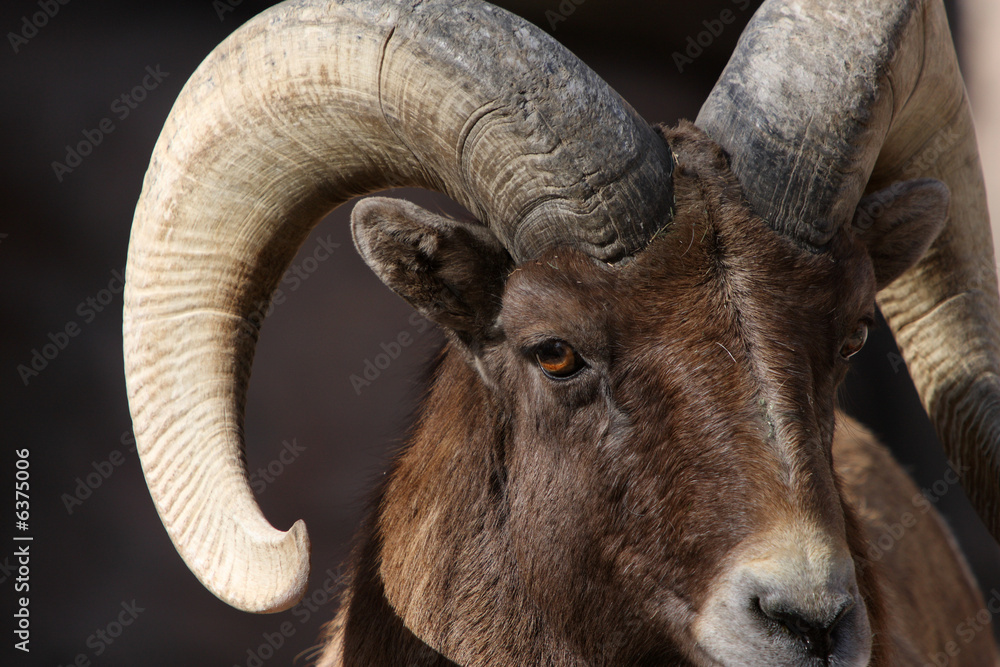 Fototapeta premium close up rocky mountain bighorn sheep