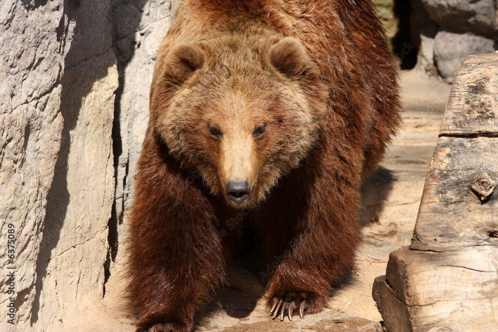 Obraz premium grizzly bear with large claws