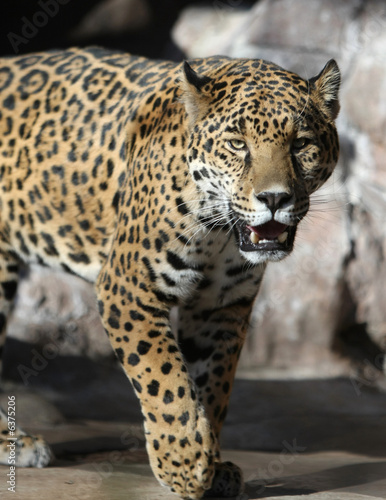 Jaguar in captivity