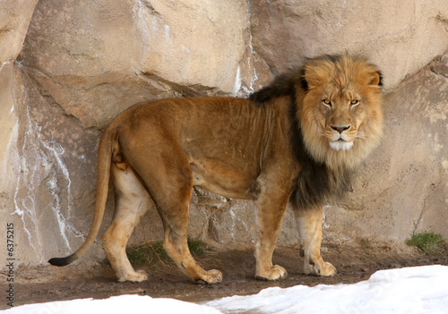 Male Lion looking at camera