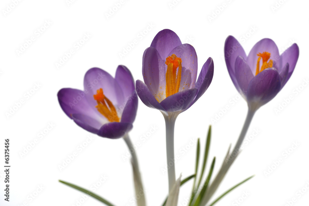Naklejka premium Fioletowe kwiaty krokusów na białym tle