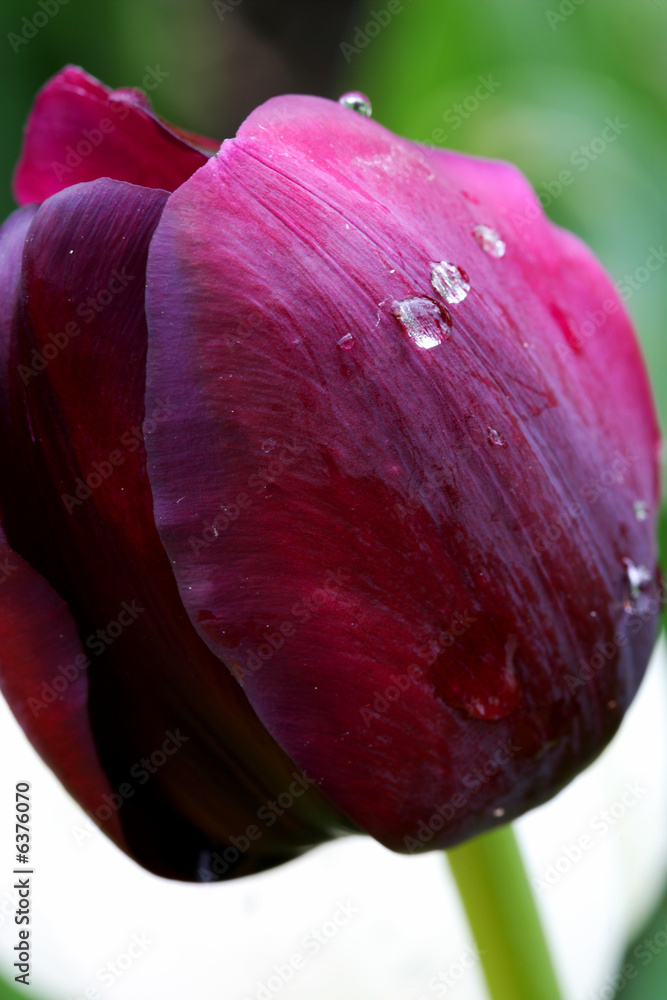 Fototapeta premium Tulips