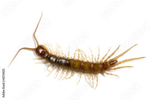 Fotografie, Obraz Garden centipede on a white background