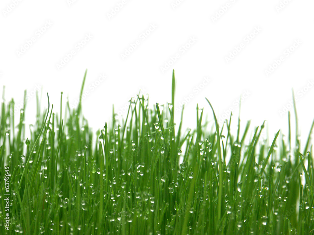 Obraz premium herbe nouvelle