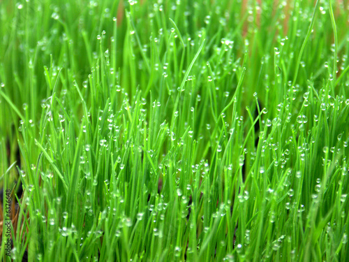 rosée sur brins d'herbe