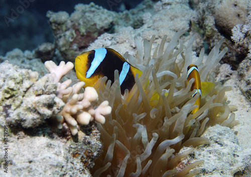 Red Sea underwater life