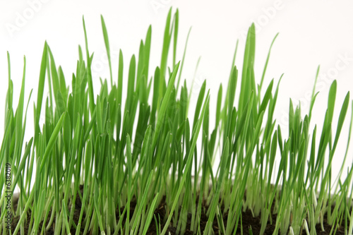 Green grass over white