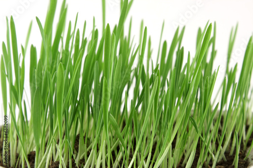 Green grass over white
