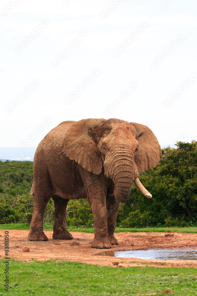 Obraz premium Elephant Bull (Loxodonta africana) with only one tusk