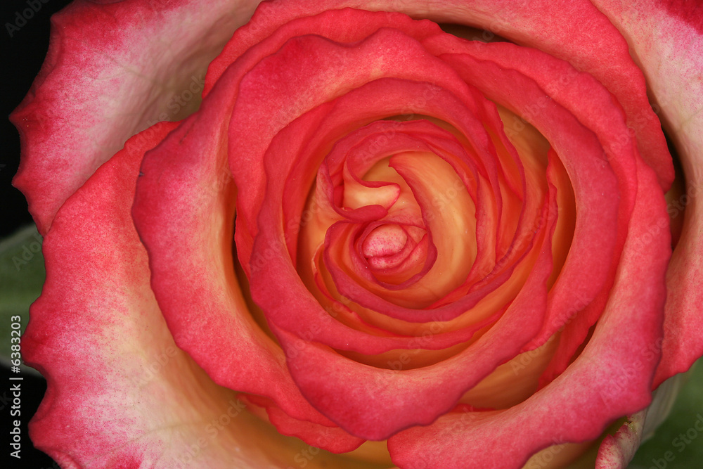 Rosa, Rose (Detail) Rosa, Rose (Detail)