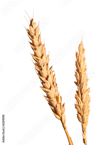 A blades of wheat isolated on white background
