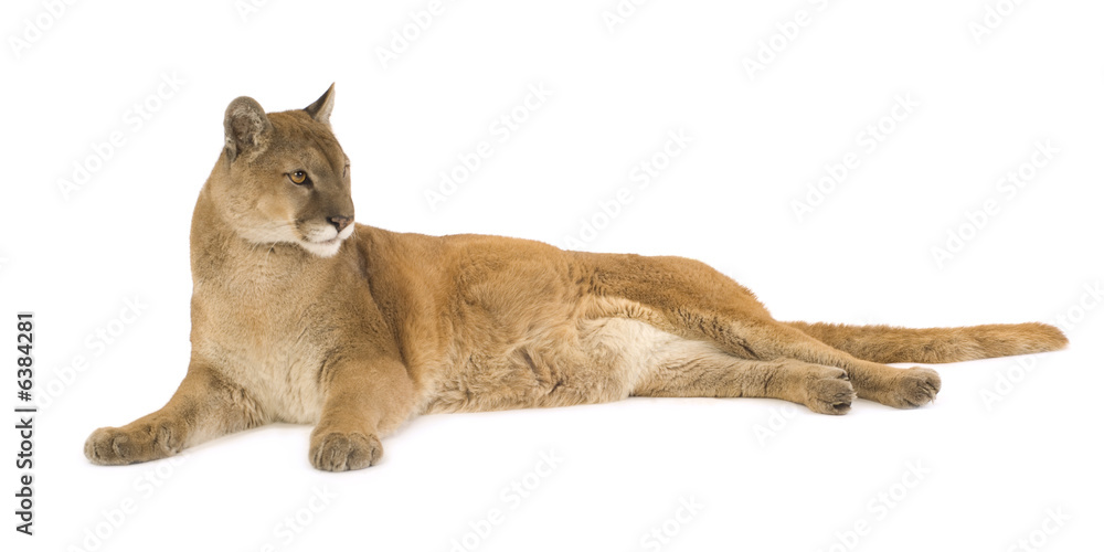 Obraz premium Puma (17 years) - Puma concolor