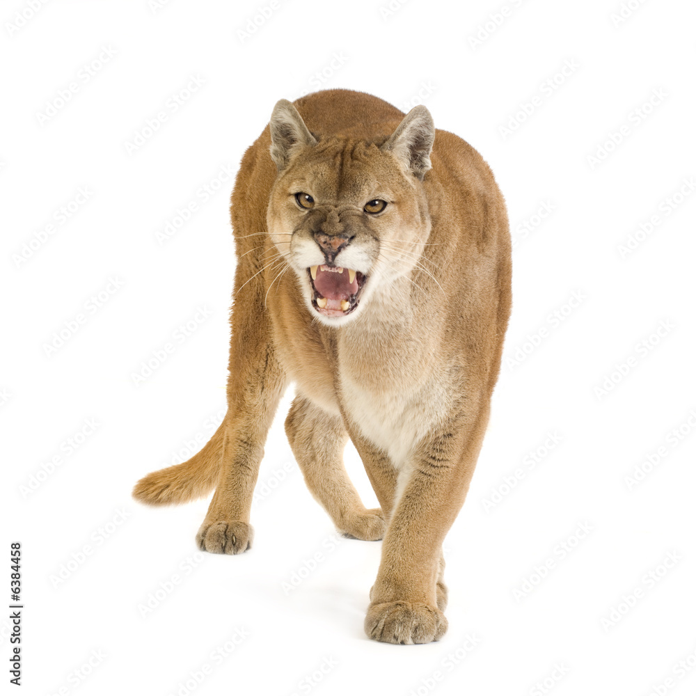 Obraz premium Puma (17 years) - Puma concolor