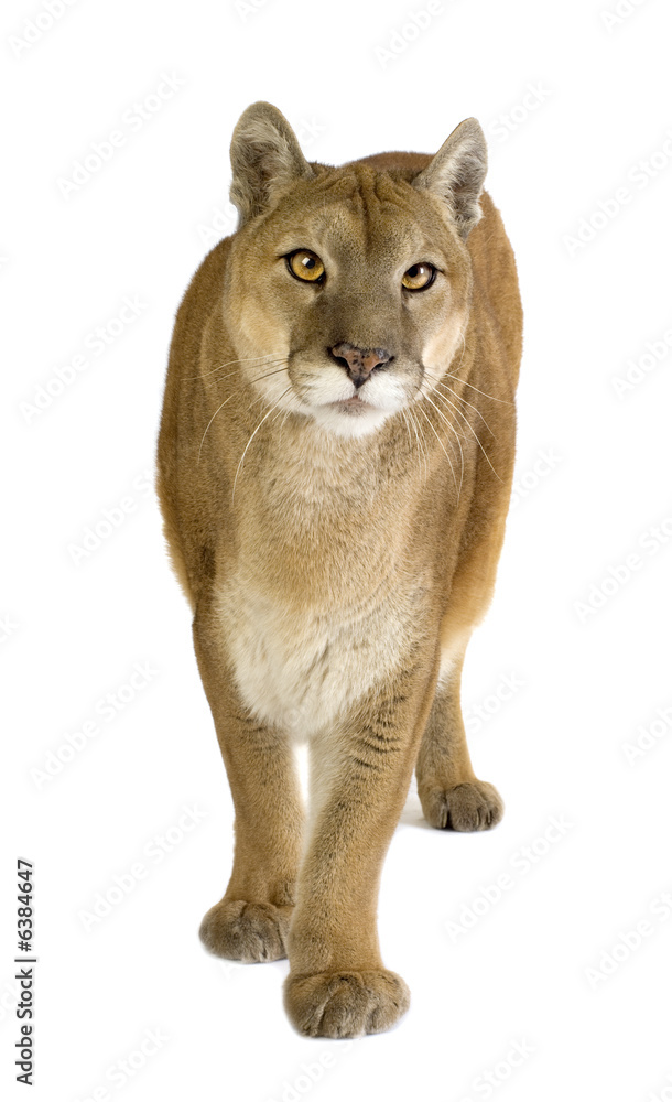 Obraz premium Puma (17 years) - Puma concolor