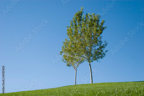 Tree on an open green grass field