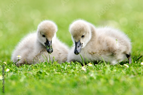 Black Swan Cygnets