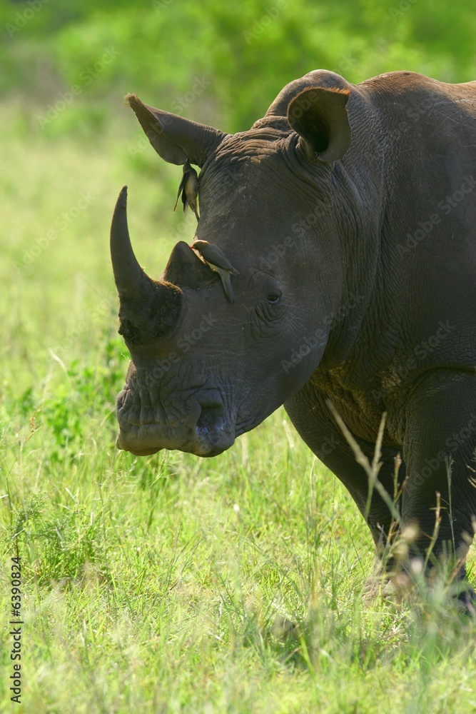 Obraz premium White Rhinoceroses
