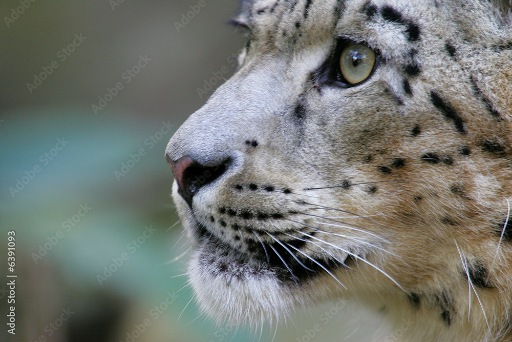 Snow Leopard Snow Leopard