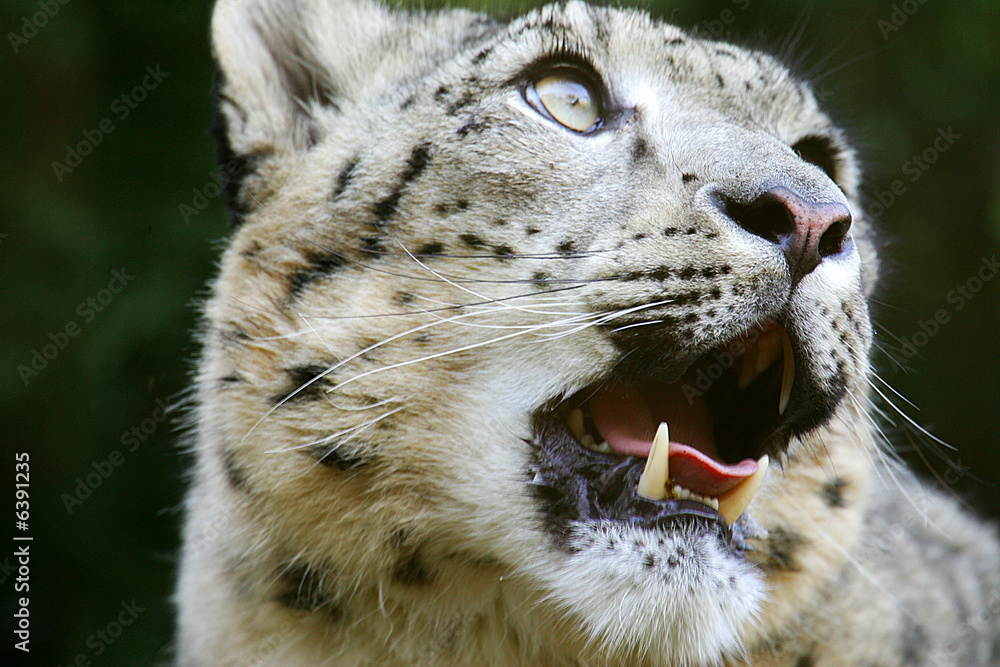 Obraz premium Snow Leopard