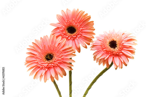 Three flowers isolated on the white background