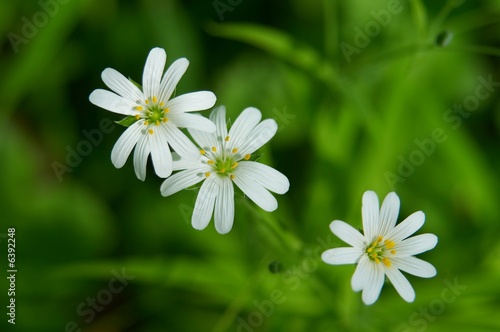 macro white flowers
