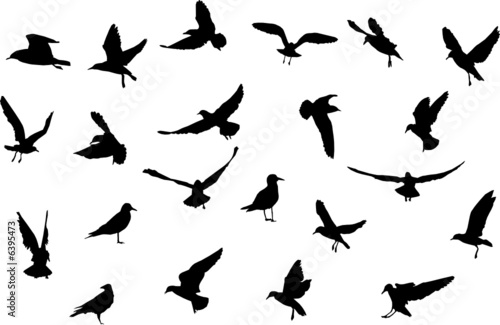 birds silhouettes