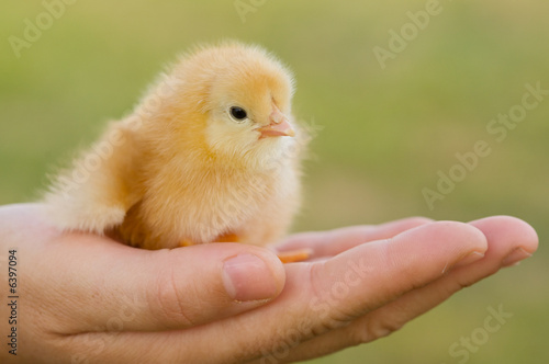 Hand of a person caring for a small chicken