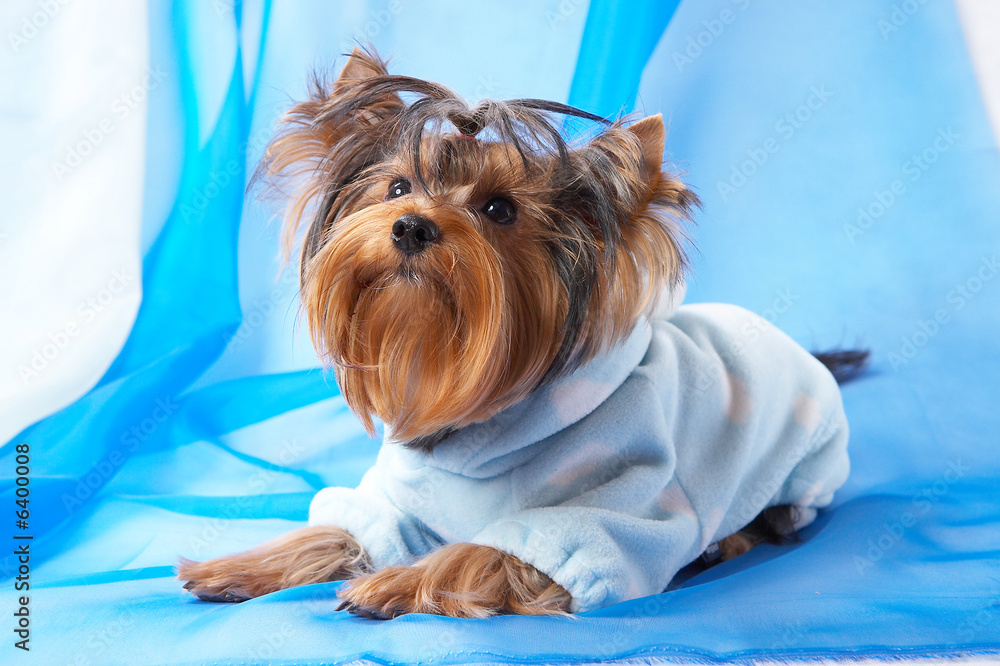 Yorkshire Terrier in a blue pyjamas Stock Photo Adobe Stock