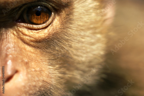 Macaque rhesus photo