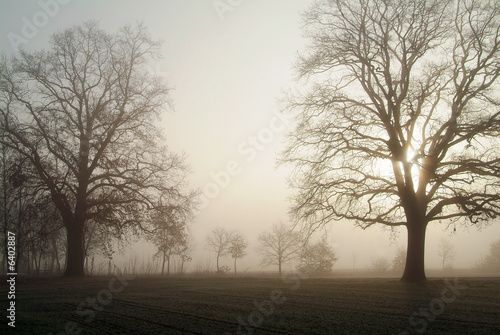 bäume im morgennebel