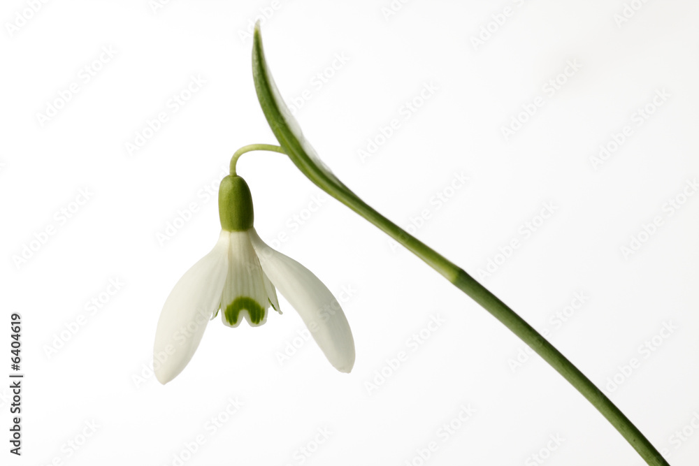 snowdrop on white