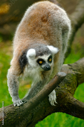 Lemur sitting on the beam