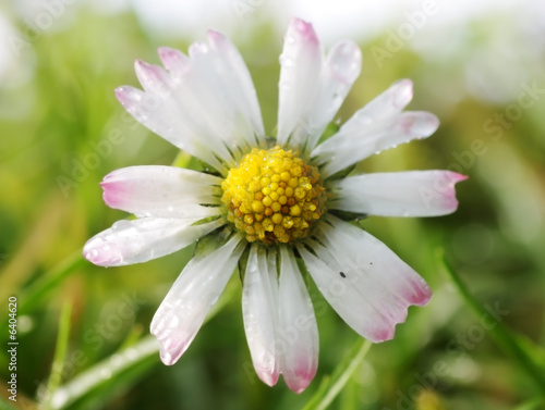 white daisy in the grass, shallow focus