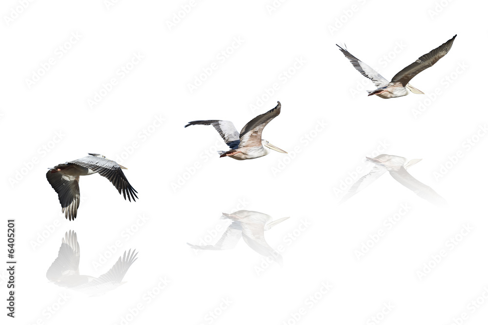 Obraz premium pélicans