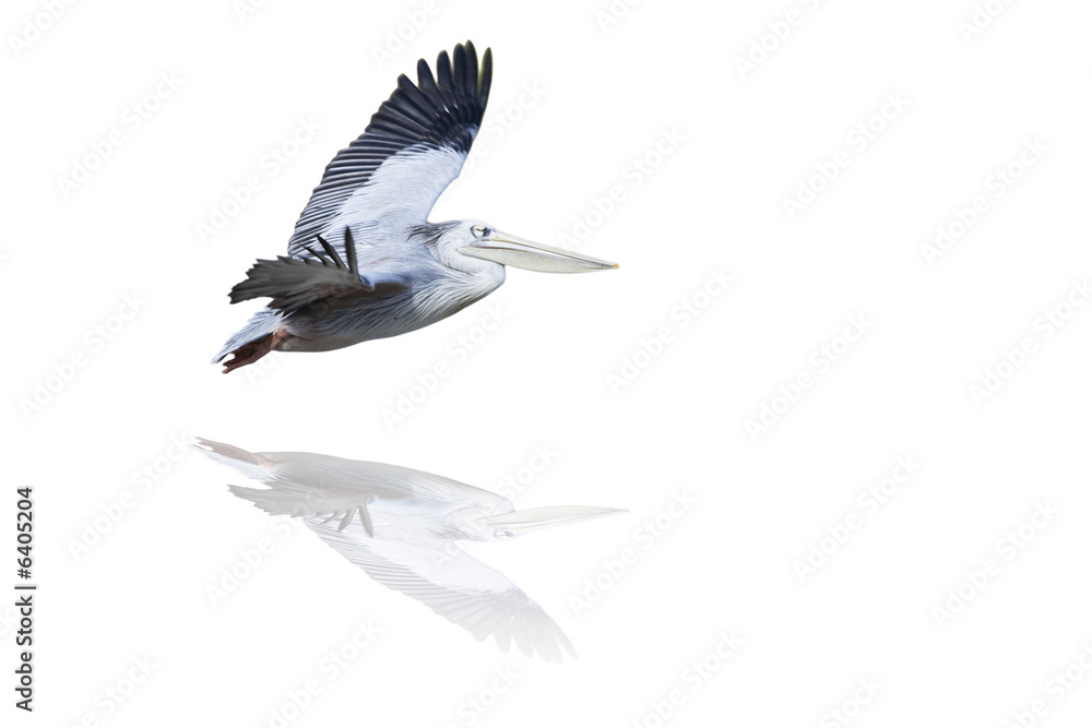 Obraz premium pélican