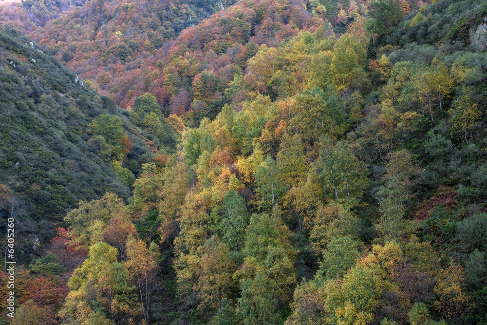 bosque bosque