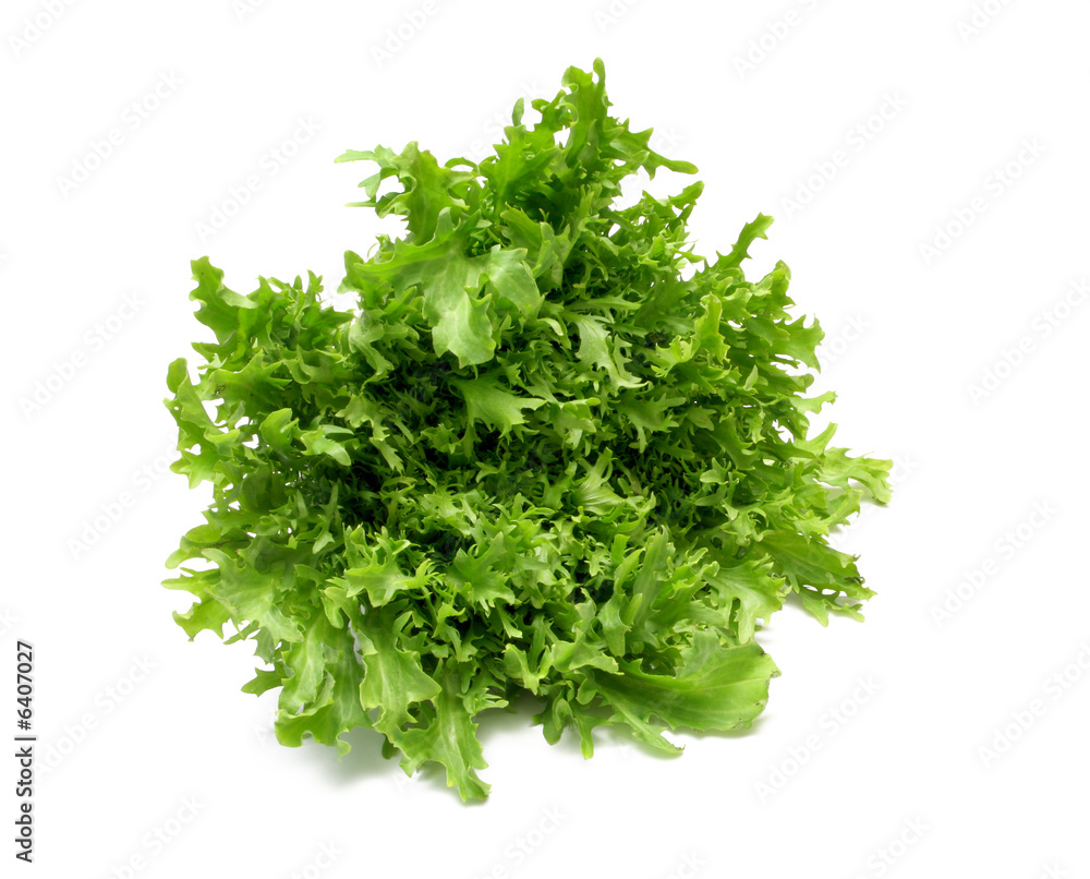 Baby Endive Baby Endive