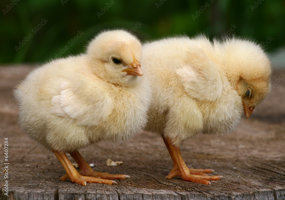 Obraz premium Yellow chicken and egg shell